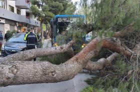 Foggia, albero di grandi dimensioni si abbatte su un autobus: sfiorata la strage FOTO/VIDEO