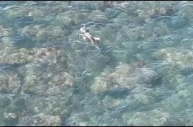 Doppia tragedia in mare: due cetacei morti in 24 ore a Bisceglie e Giovinazzo