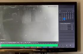 Specchia, branco di lupi entra in una villetta e sbrana un pincher