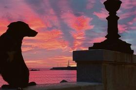 La foto del giorno: una dedica d'addio a Reddie, compagno di albe baresi La foto del giorno: una dedica d'addio a Reddie, compagno di albe baresi