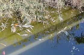 Marina di Ugento, strage di pesci: ostruito il canale di bonifica