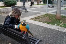 Bari, a spasso con un pappagallo: lo scatto in Piazza Cesare Battisti
