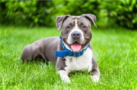 Amstaff fuori controllo a Merine (Lizzanello): donna incinta finisce in ospedale