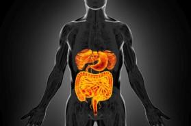 Intestino sempre giovane, è possibile: come fermare invecchiamento e prevenire tumori Intestino sempre giovane, è possibile: come fermare invecchiamento e prevenire tumori