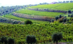 Un dono "di...vino"