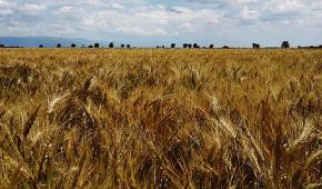 Agricoltori in rivolta a Foggia: «Così ci riducono alla fame» - La Gazzetta  del Mezzogiorno