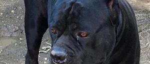 Tricase, bimbo di 8 mesi muore azzannato da un cane corso
