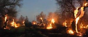 Incendi incontrollati in Salento, Cia: &laquo;Rischio disastro ambientale&raquo;