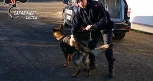 Furti e droga nel Salento: 17 arresti e numerose denunce