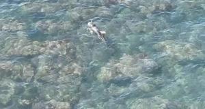 Doppia tragedia in mare: due cetacei morti in 24 ore a Bisceglie e Giovinazzo