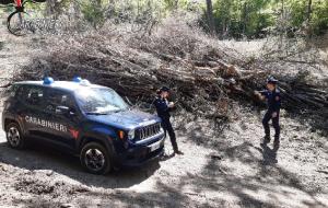 Aliano, tagliano alberi in un bosco senza autorizzazione: denunciati in due