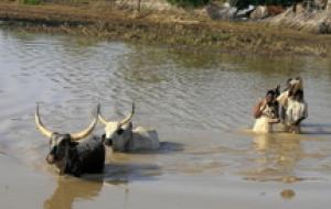 Nigeria: sale a 88 morti bilancio attacco ladri di bestiame