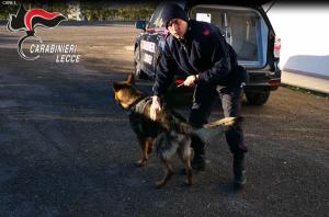 Furti e droga nel Salento: 17 arresti e numerose denunce