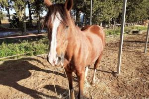 Cavalli mandati ai macelli clandestini in Puglia: smantellata associazione a delinquere in Umbria