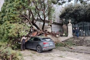Tragedia sfiorata a Conversano: albero secolare precipita su un’Audi, la proprietaria aveva appena parcheggiato