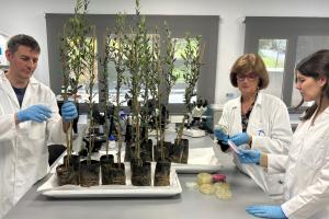 Xylella, ecco i pesticidi che rallentano i sintomi nelle piante di ulivo: a Locorotondo presentati i risultati di 5 anni di ricerca