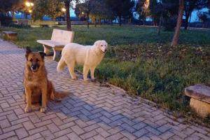 Billy e Nina uccisi a fucilate: l’esecuzione dei cani di quartiere tra Grottaglie e Fragagnano