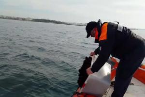 Porto Cesareo, blitz contro il bracconaggio: sequestrati 800 ricci di mare