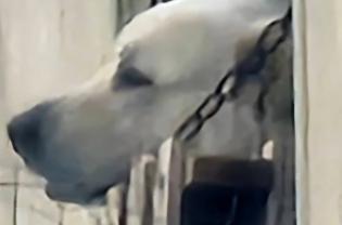 Cani legati a catene corte e maltrattati nelle campagne del Barese: salvati dagli agenti ecozoofili