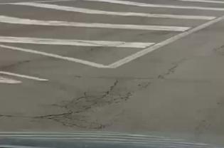 Un centinaio di cinghiali blocca il traffico tra Santeramo e Matera: il video virale sul web