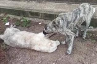 San Severo, il cane Landon veglia sul compagno investito: il video ha commosso il web