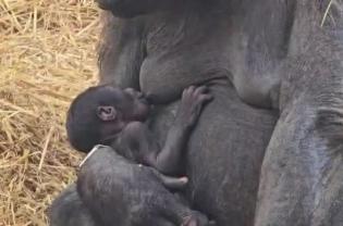 Fasano, allo Zoosafari coccole tra mamma e figlio: le nuove teneri immagini del cucciolo di gorilla VIDEO