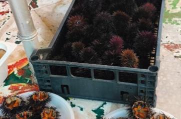 Barletta, vendeva abusivamente un centinaio di ricci di mare: denunciato