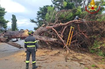Nubifragio nel Brindisino: grosso albero cade sulla provinciale per S.Vito, strada chiusa