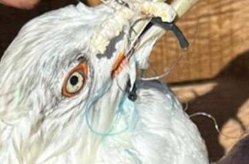 Ami conficcati nel becco e lenza attorcigliata: gabbiano intrappolato a Giovinazzo