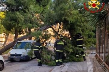 Mesagne, il vento fa cadere un pino che sfonda un furgone parcheggiato: nessun ferito