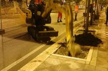 Bari, nuovi alberi in città: piantumati 14 ligustri tra il sottopasso Duca degli Abruzzi e piazza Luigi di Savoia
