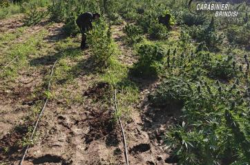 Apani, maxi-piantagione di marijuana nascosta nel giardino: arrestata una coppia di ultracinquantenni