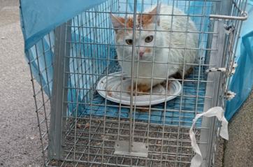 Brindisi, gatti rinchiusi in gabbia e abbandonati per strada: condannata una 44enne. Adesso cercano casa