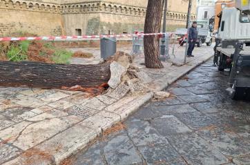 Smottamenti dell'asfalto, allagamenti, alberi sradicati: si contano i danni del maltempo a Bari FOTO/VIDEO