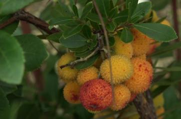 GAZZETTA TV Ecco il giardino segreto di Bari che sta salvando frutti antichi e piante a rischio estinzione