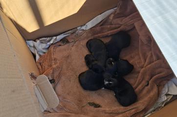 Abbandonati in un cartone a Foggia: mamma cane e cuccioli salvati dal Rifugio ENPA