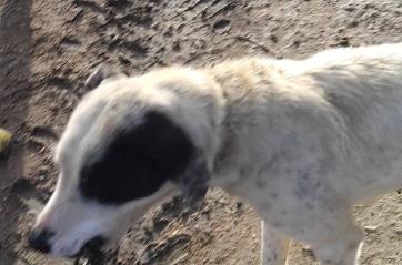 San Severo, cane trovato con un gancio conficcato in bocca: salvata dai volontari Enpa