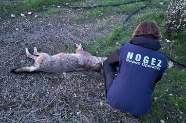 Nel Barese ritrovata una lupa uccisa a colpi di arma da fuoco. La rabbia sui social: «Che sport è uccidere?»