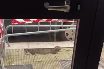 Bari, la buca nel marciapiede &egrave; aperta da una settimana: escono i topi e si riversano in strada