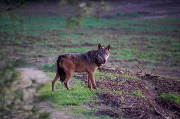 Il lupo torna libero nel Salento: prima volta con un radiocollare nel Leccese