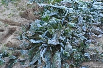 Maltempo in Puglia, gelate mandano in fumo carciofi, broccoli e cavoli: &laquo;Gravi danni a Brindisi e Foggia&raquo;