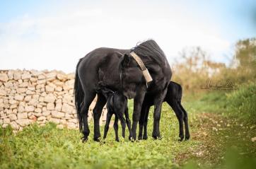 Putignano, il 2026 nascono due gemelli puledri
