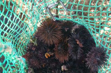 Scoperto a pescare ricci di mare in un'area protetta: multa da 2mila euro e denuncia per un 35enne di Gallipoli