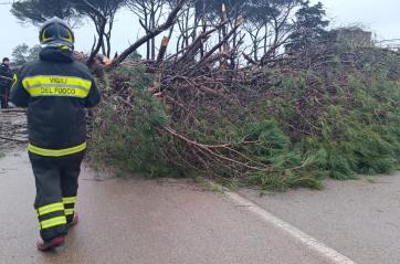 Vento forte anche in Salento: grosso albero cade sulla Presicce-Lido Marini, strada chiusa per giorni