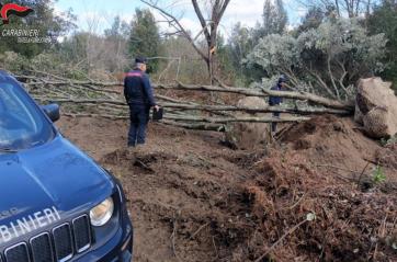 Estirpavano alberi alti 10 metri in Calabria per piantarli nelle ville del Salento: i forestali scoprono un cantiere abusivo