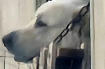 Cani legati a catene corte e maltrattati nelle campagne del Barese: salvati dagli agenti ecozoofili