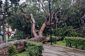 Paura a Bari, grande albero cade in Piazza Umberto: colpa del maltempo
