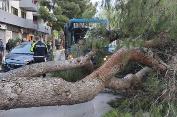 Foggia, albero di grandi dimensioni si abbatte su un autobus: sfiorata la strage FOTO/VIDEO