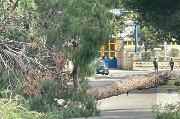 Bisceglie, il vento fa cadere un albero dal grosso tronco: muore una ragazza di 16 anni