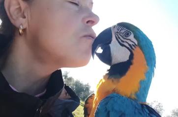 Vita da Oscar, il pappagallo che ha conquistato il cuore della sua inseparabile padrona VIDEO